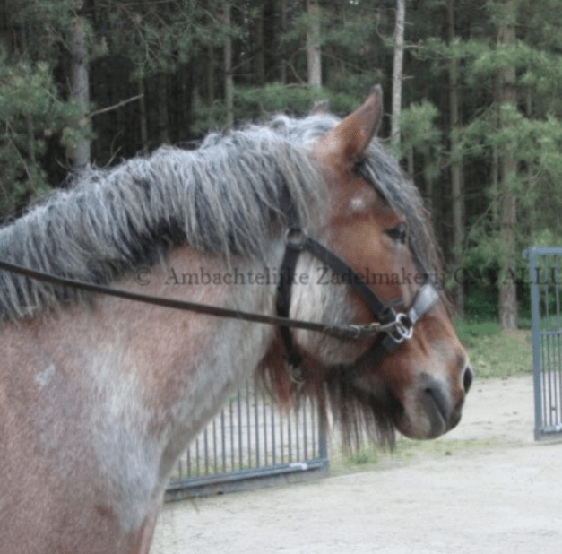 maatwerk leder bitloos hoofdstel boerenpaard sidepull