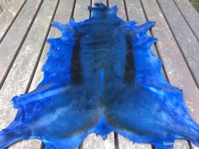 te koop springbok blauw