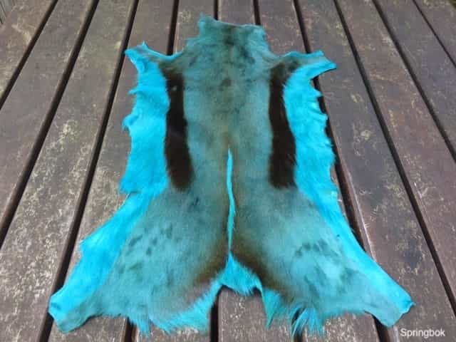 te koop springbok turquoise